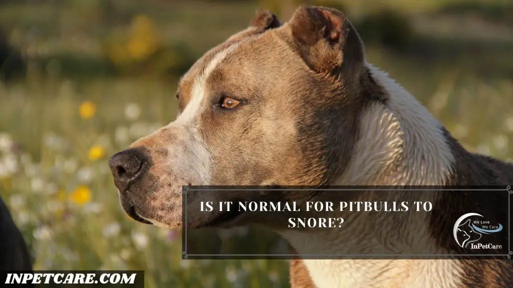 Why Do Pitbulls Snore?