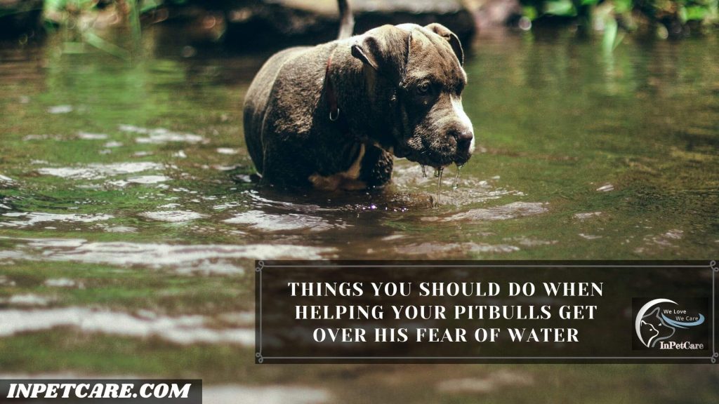 Do Pitbulls Like Water?