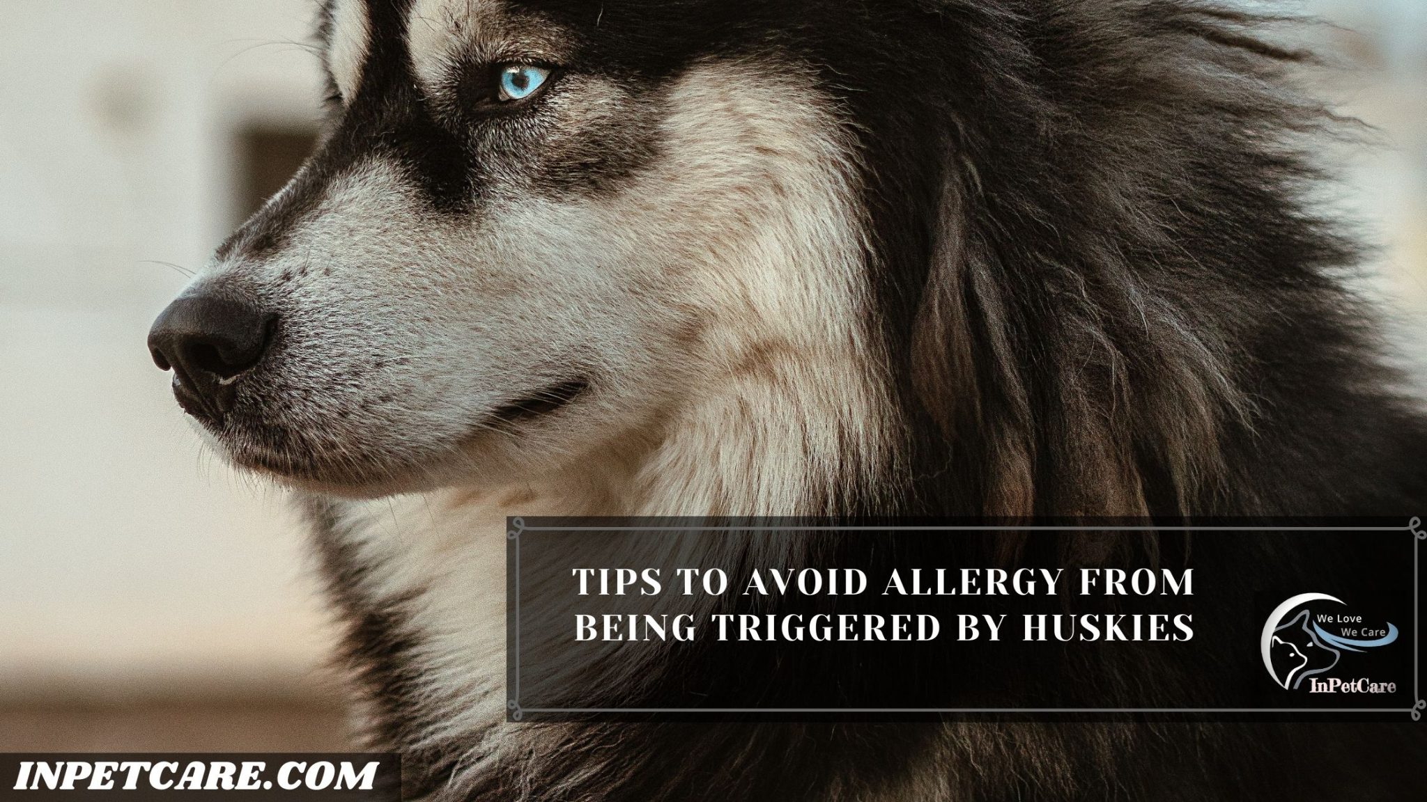 Are Huskies Hypoallergenic? Tips For Families With Allergies