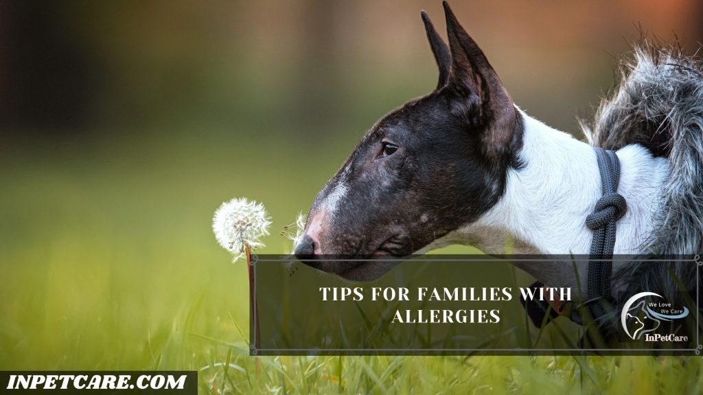 Are Bull Terriers Hypoallergenic?