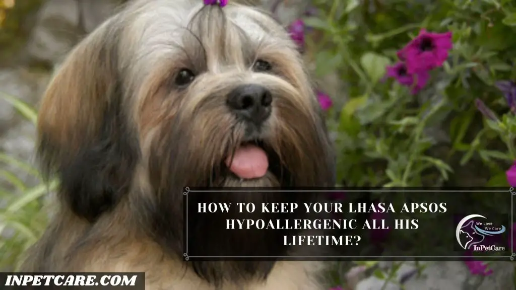Are Lhasa Apsos Hypoallergenic?