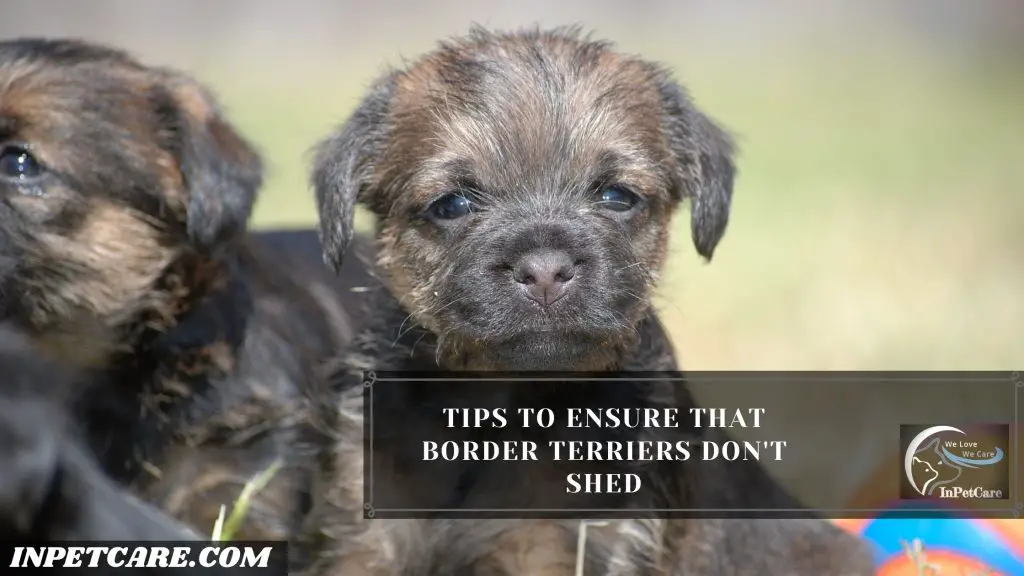 Do Border Terriers Shed?