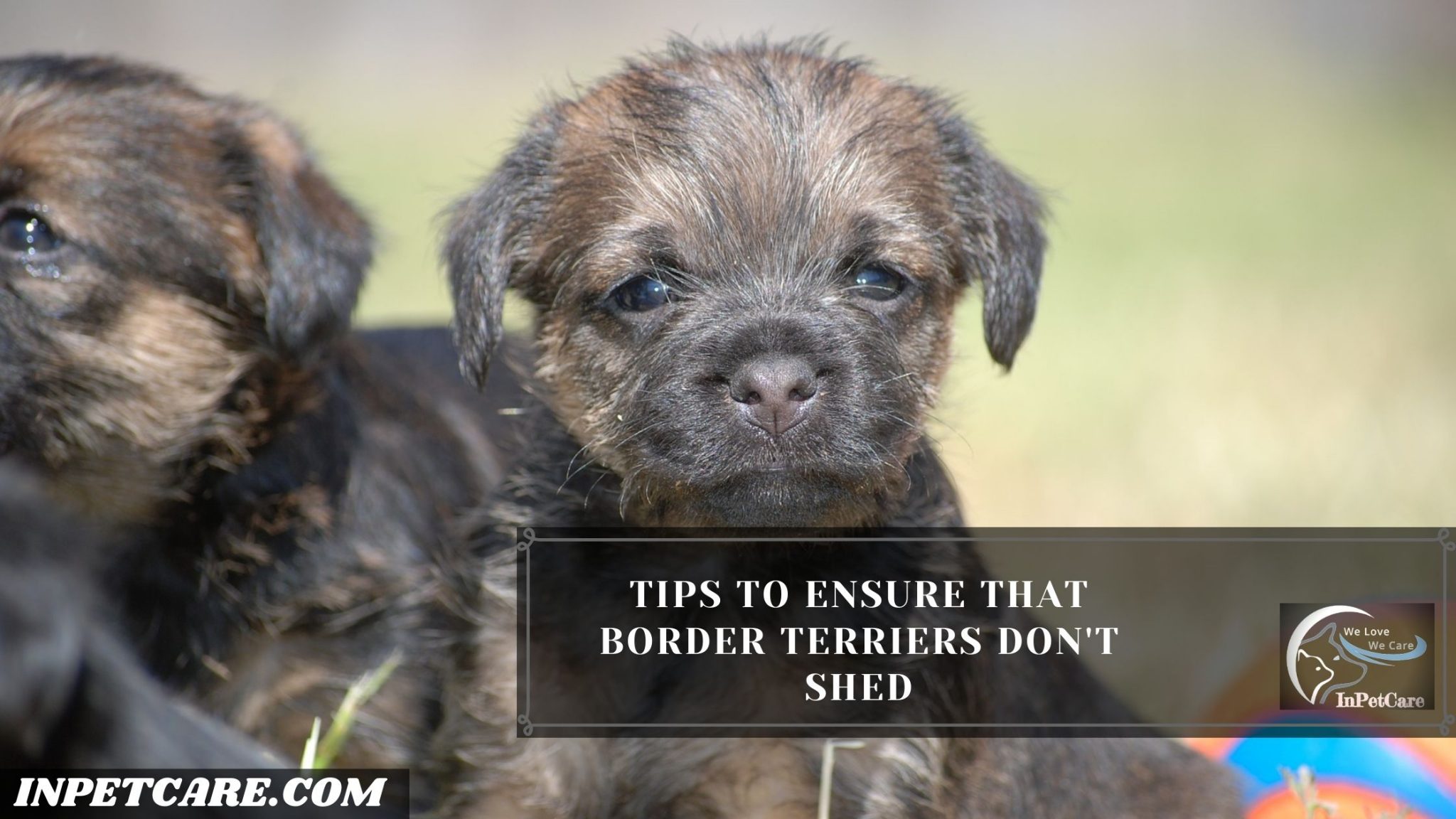Do Border Terriers Shed? Tips To Prevent Excessive Shedding