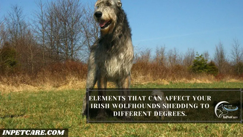 Do Irish Wolfhounds Shed?