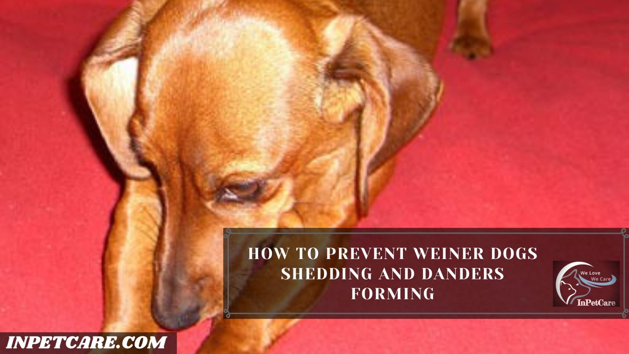 Are Weiner Dogs Hypoallergenic? Tips For Family With Allergy