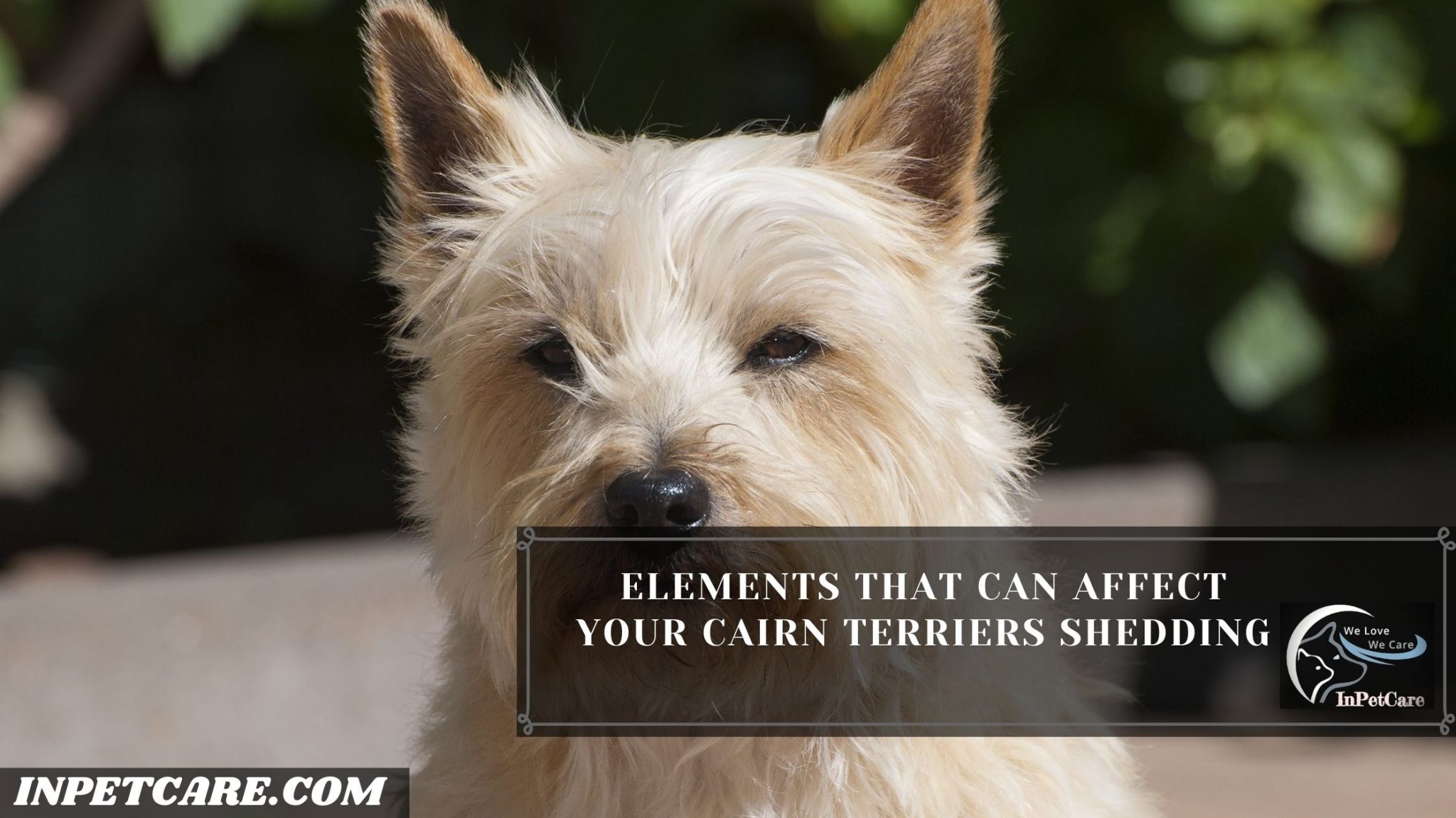 Do Cairn Terriers Shed? (Tips To Control Its Shedding)