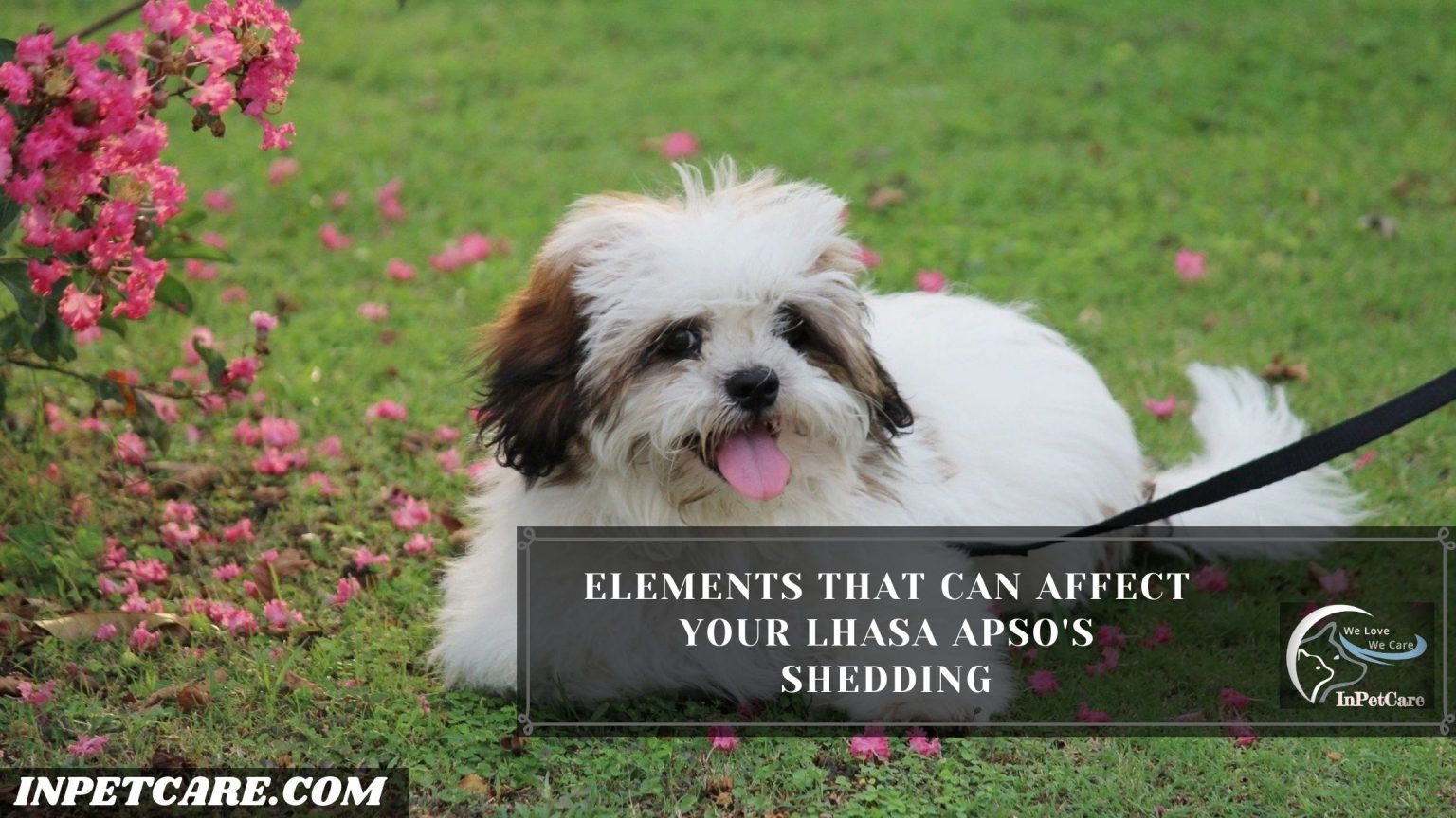 Do Lhasa Apsos Shed? (Tips To Control Its Shedding)