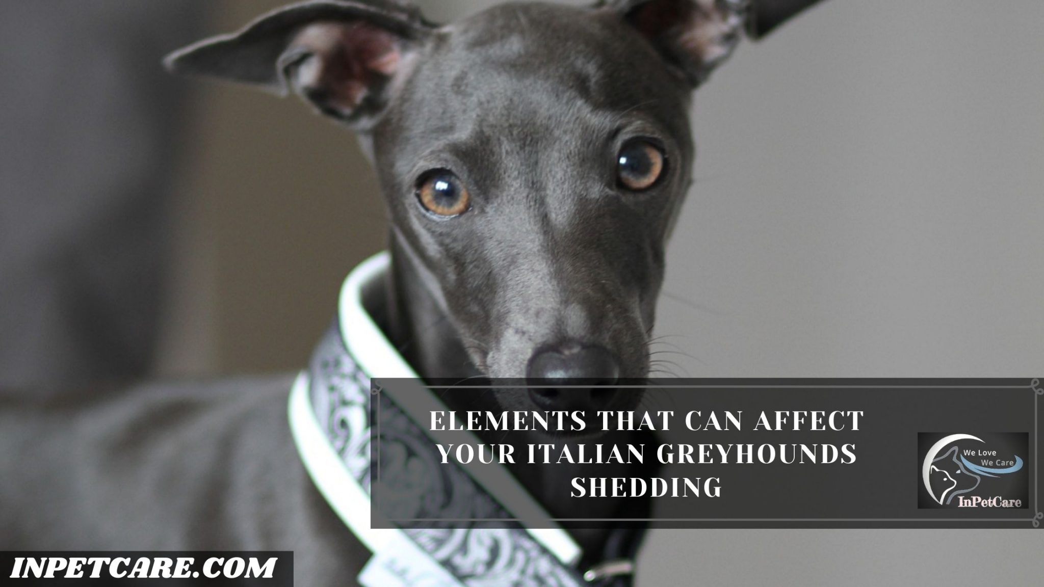 Do Italian Greyhounds Shed? (Tips To Control Its Shedding)