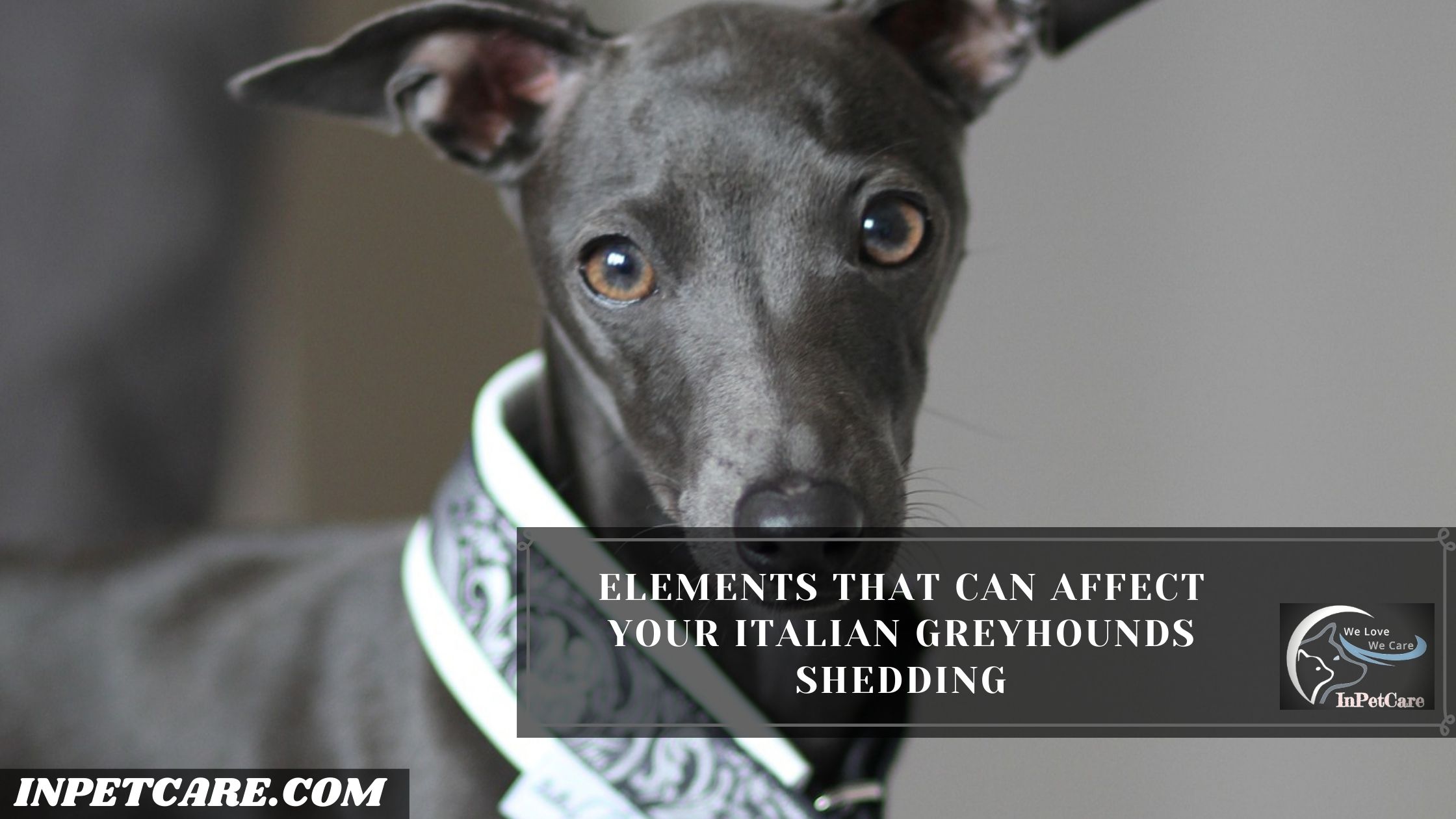 Do Italian Greyhounds Shed? (Tips To Control Its Shedding)