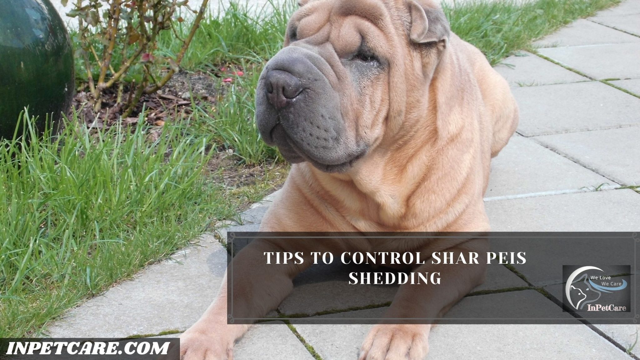 Do Shar Peis Shed? (Tips To Control Its Shedding)