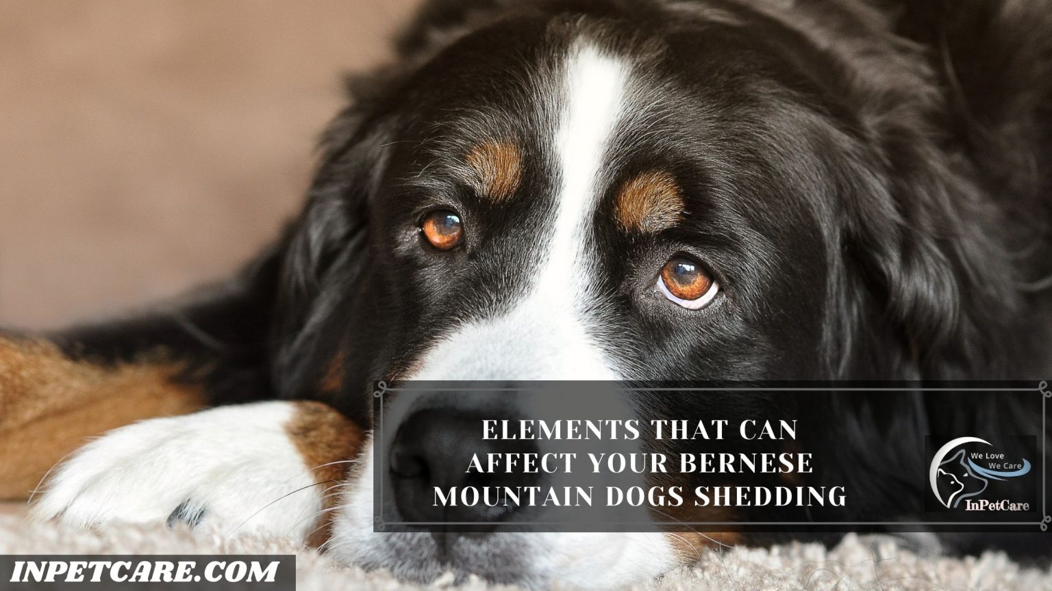 Do Bernese Mountain Dogs Shed? Tips To Control Its Shedding