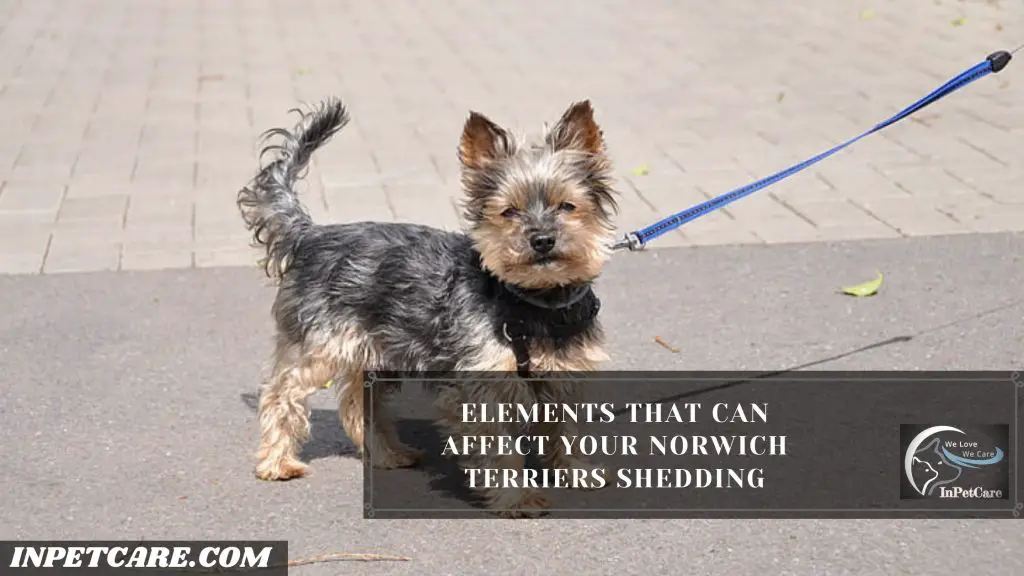 Do Norwich Terriers Shed? 