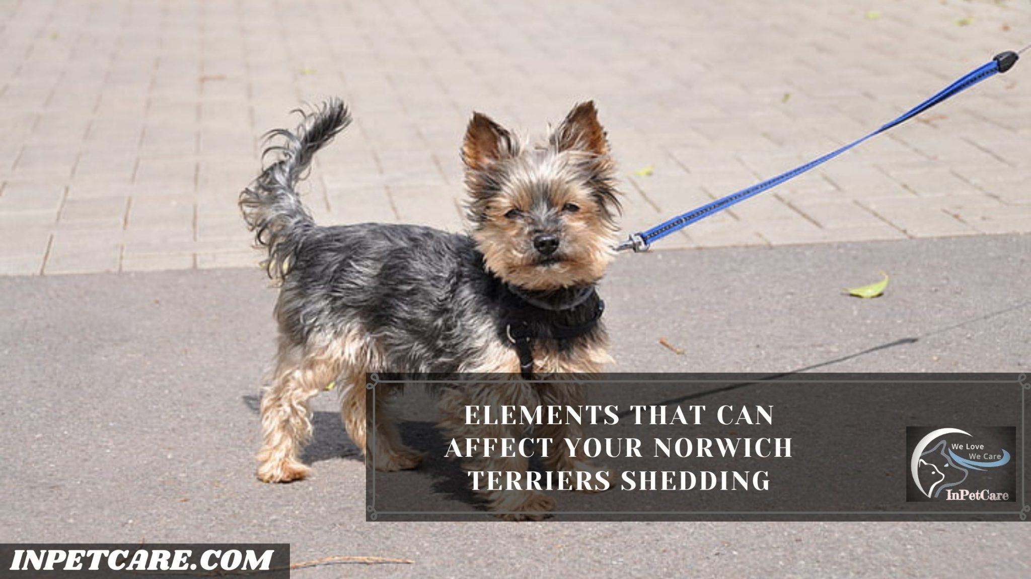 Do Norwich Terriers Shed? Tips To Control Its Shedding