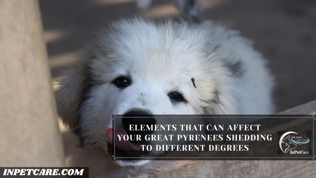 Do Great Pyrenees Shed A Lot?