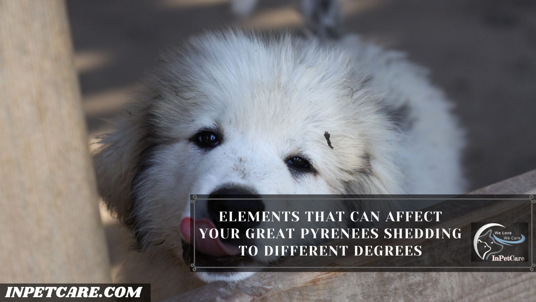 Do Great Pyrenees Shed A Lot? (Tips To Control Its Shedding)