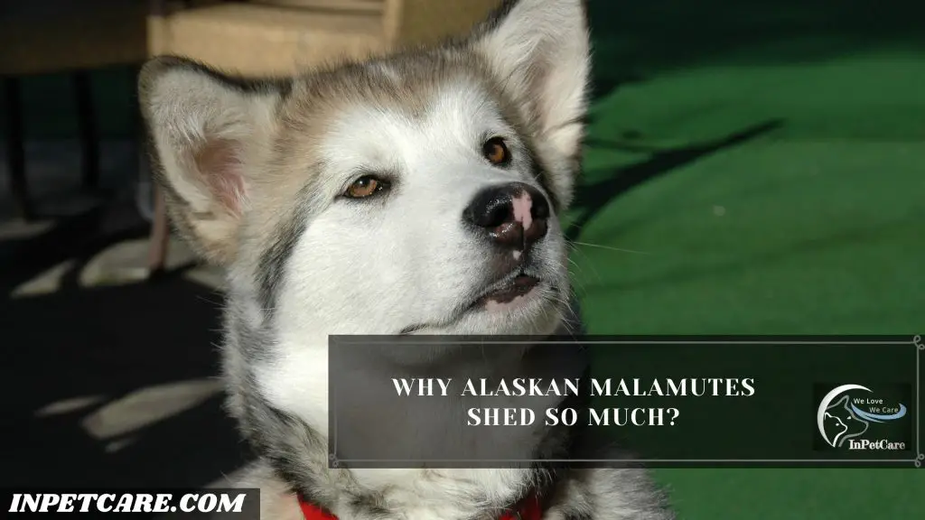 Do Alaskan Malamutes Shed?