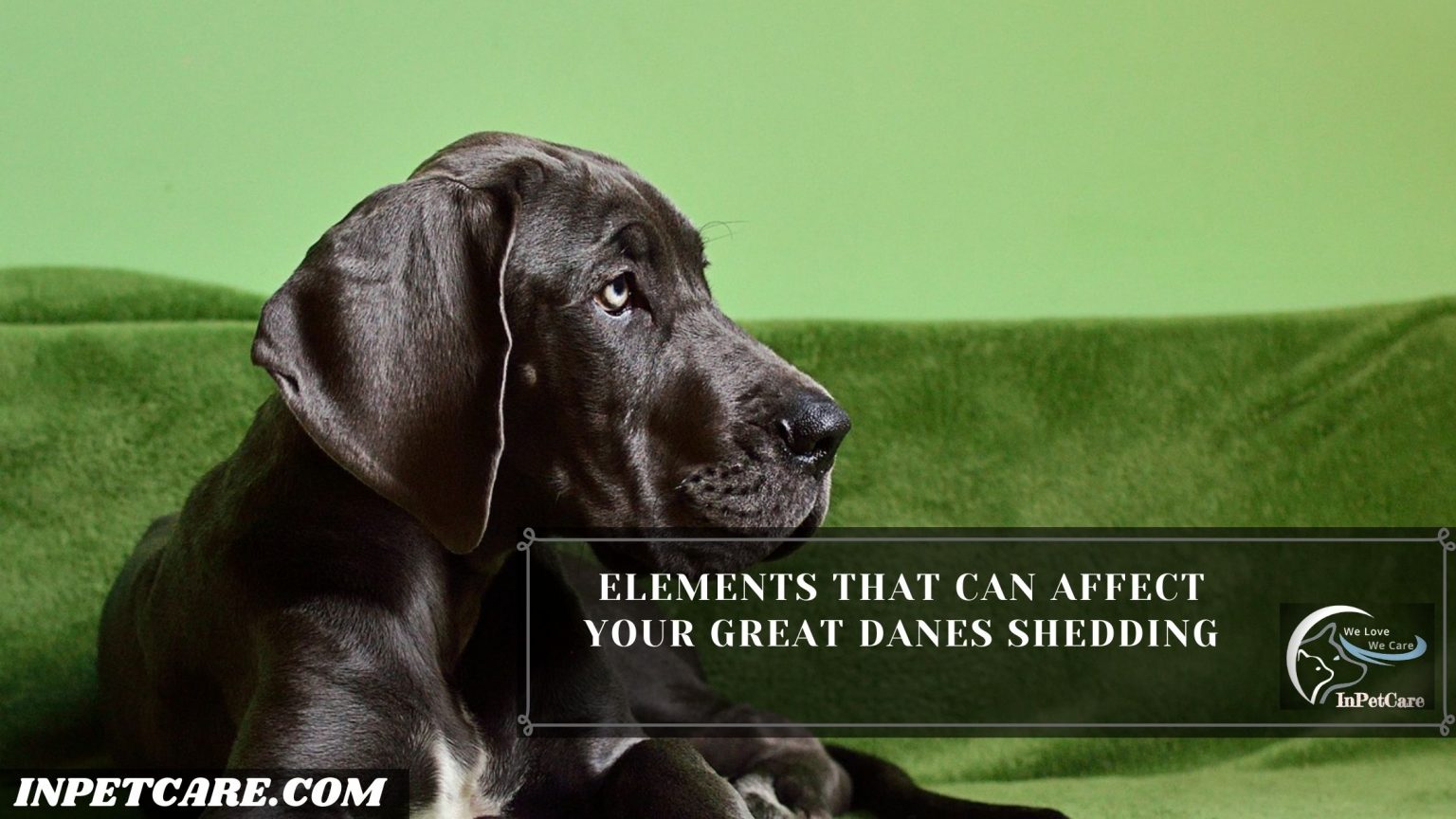 Do Great Danes Shed? (Tips To Control Its Shedding)
