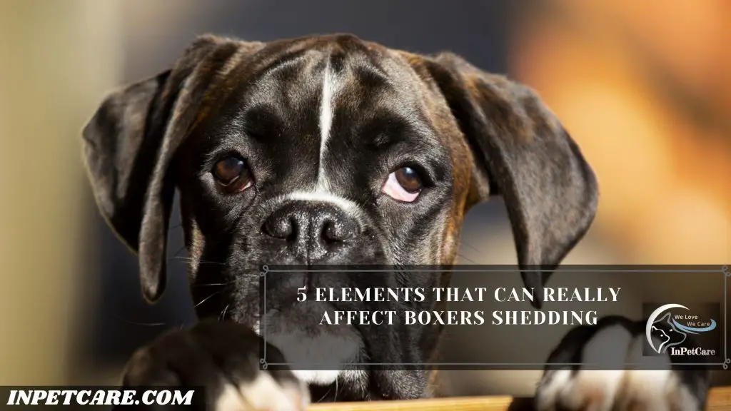 Do Boxers Shed?