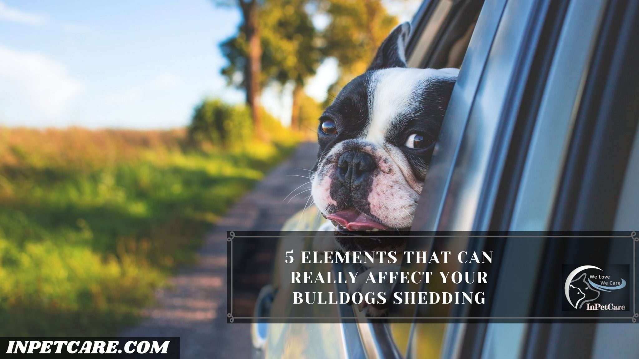 Do Bulldogs Shed? (13 Tips To Control Its Shedding)