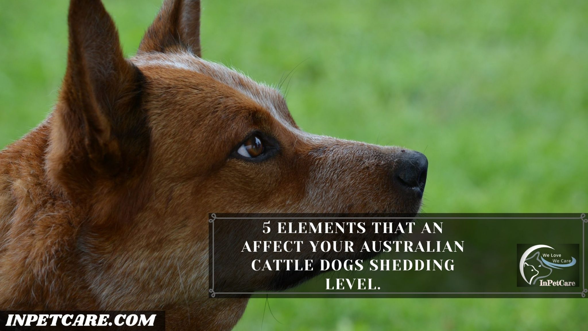 Do Australian Cattle Dogs Shed? Tips To Control Its Shedding