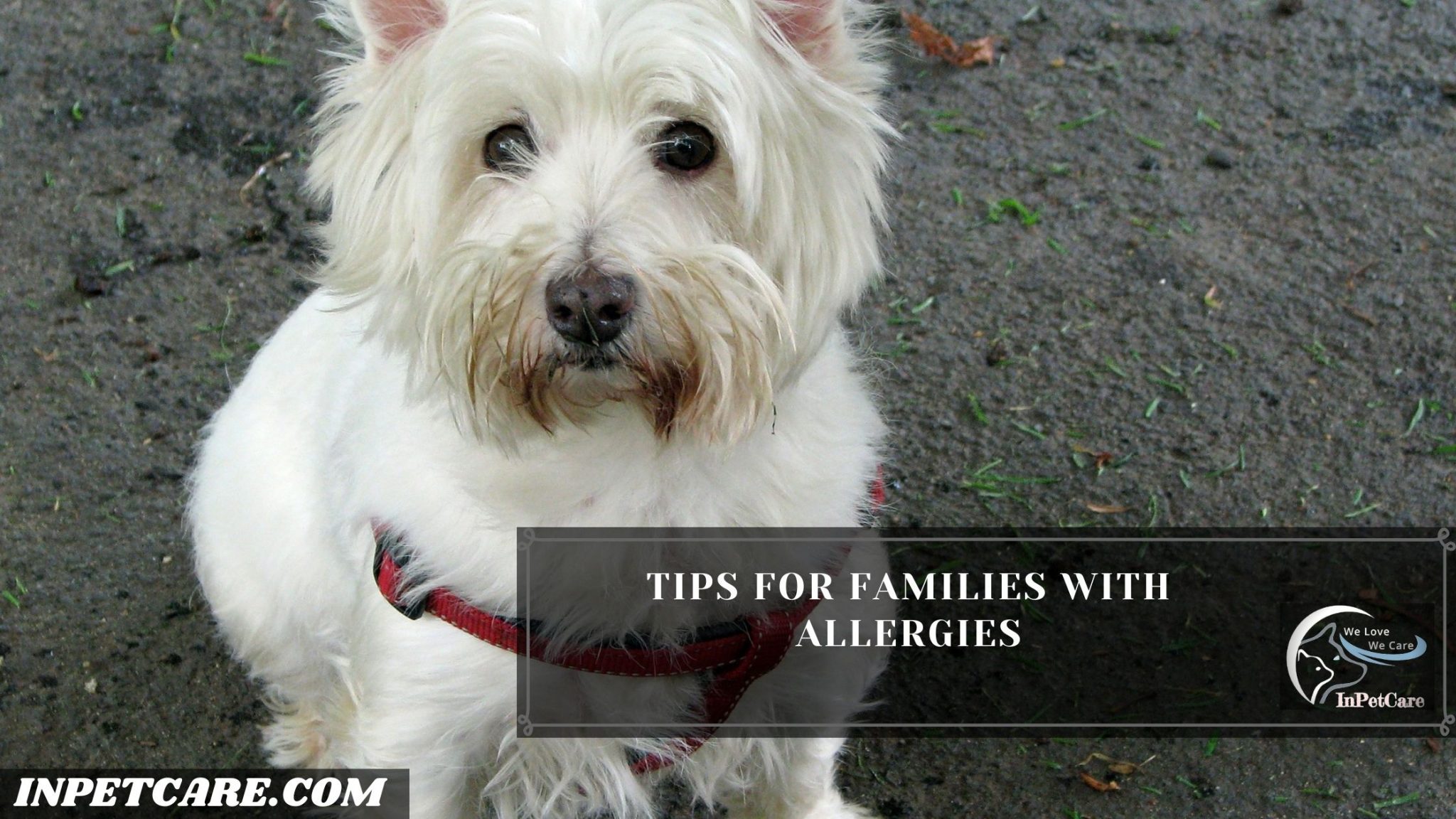 Are Westies Hypoallergenic? Tips For Families With Allergies