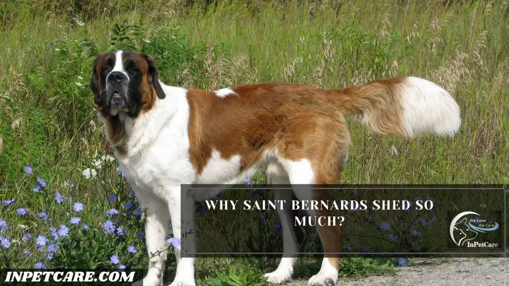 Do Saint Bernards Shed?