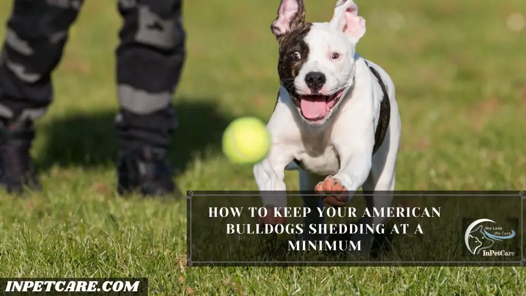 Do American Bulldogs Shed?