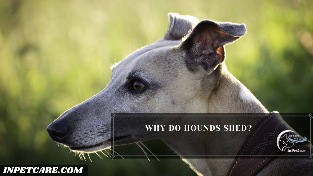 Do Hounds Shed? 