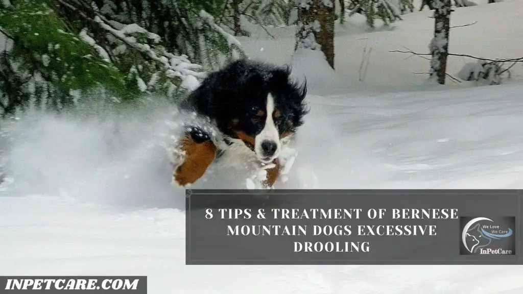 Do Bernese Mountain Dogs Drool?