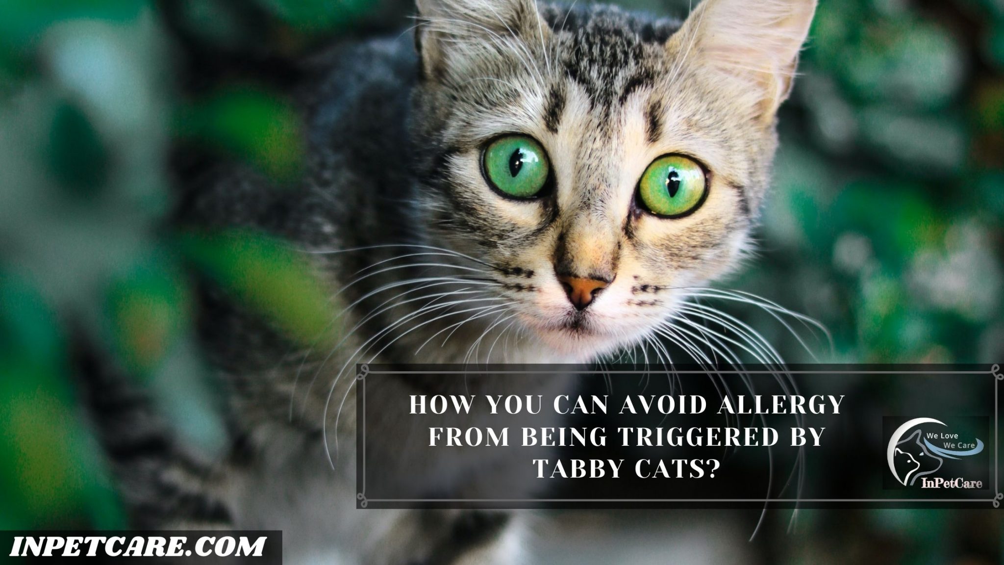 Are Tabby Cats Hypoallergenic? Tips For Family With Allergy