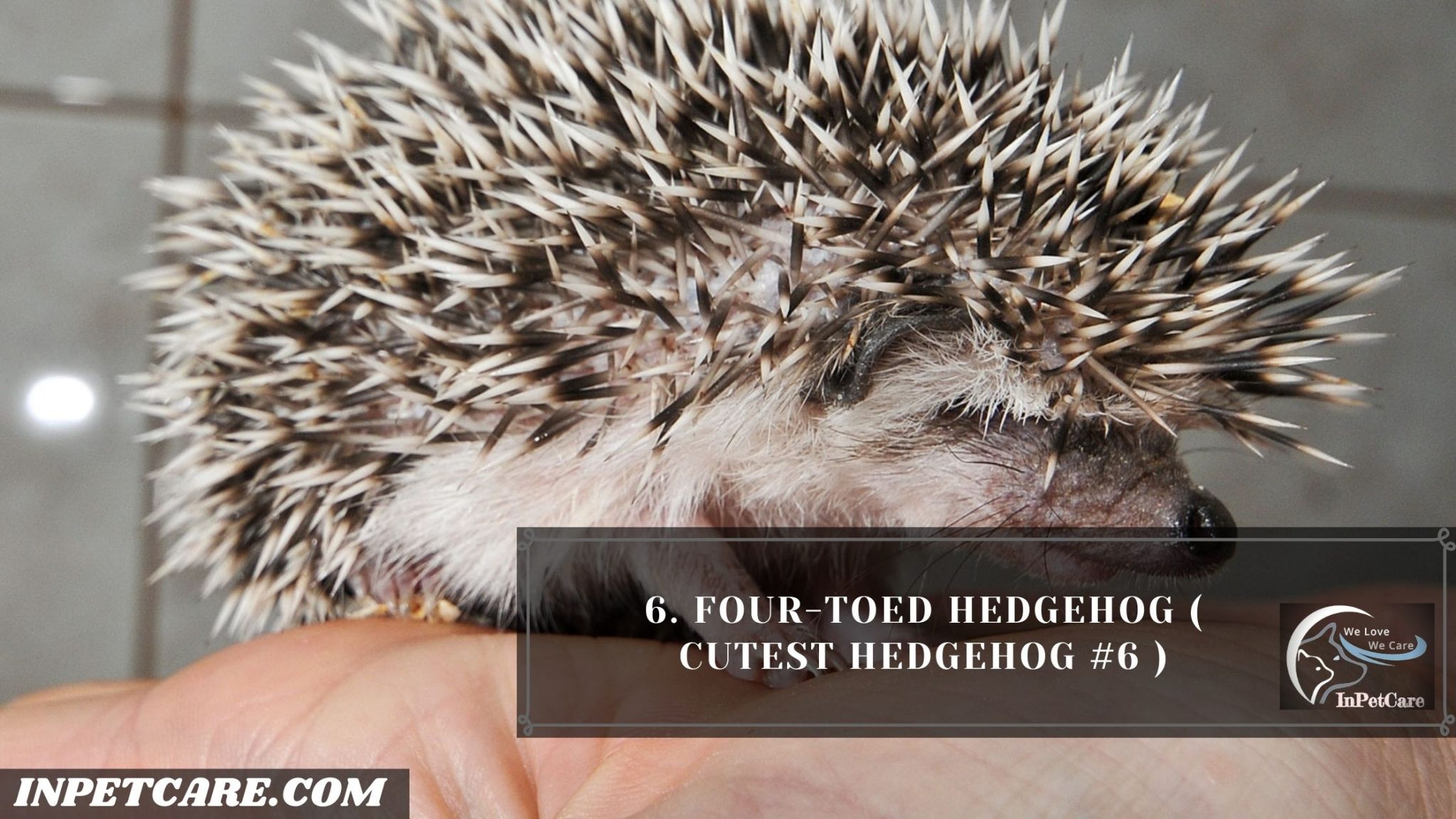 9 Cutest Hedgehogs Of The World To Pet (With Pictures)