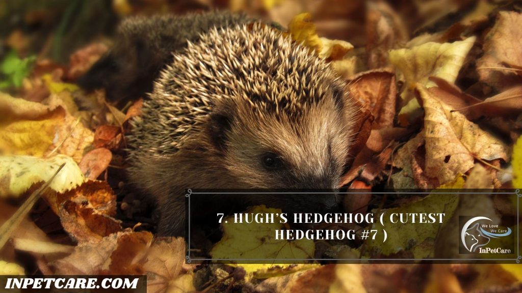 9 Cutest Hedgehogs Of The World To Pet 