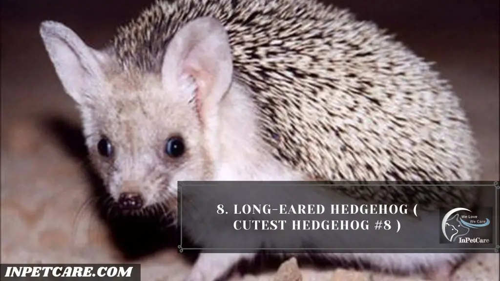 9 Cutest Hedgehogs Of The World To Pet 