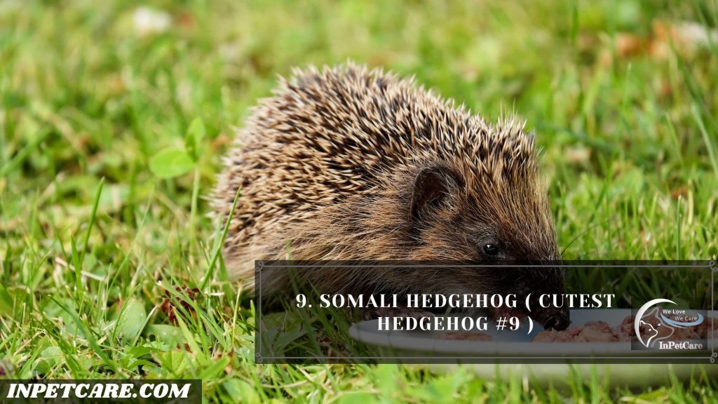 9 Cutest Hedgehogs Of The World To Pet 