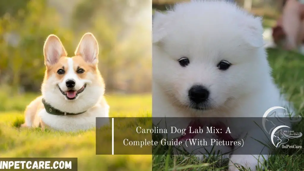 Samoyed Corgi Mix: Cost, Pictures, Ease Of Care & Many More