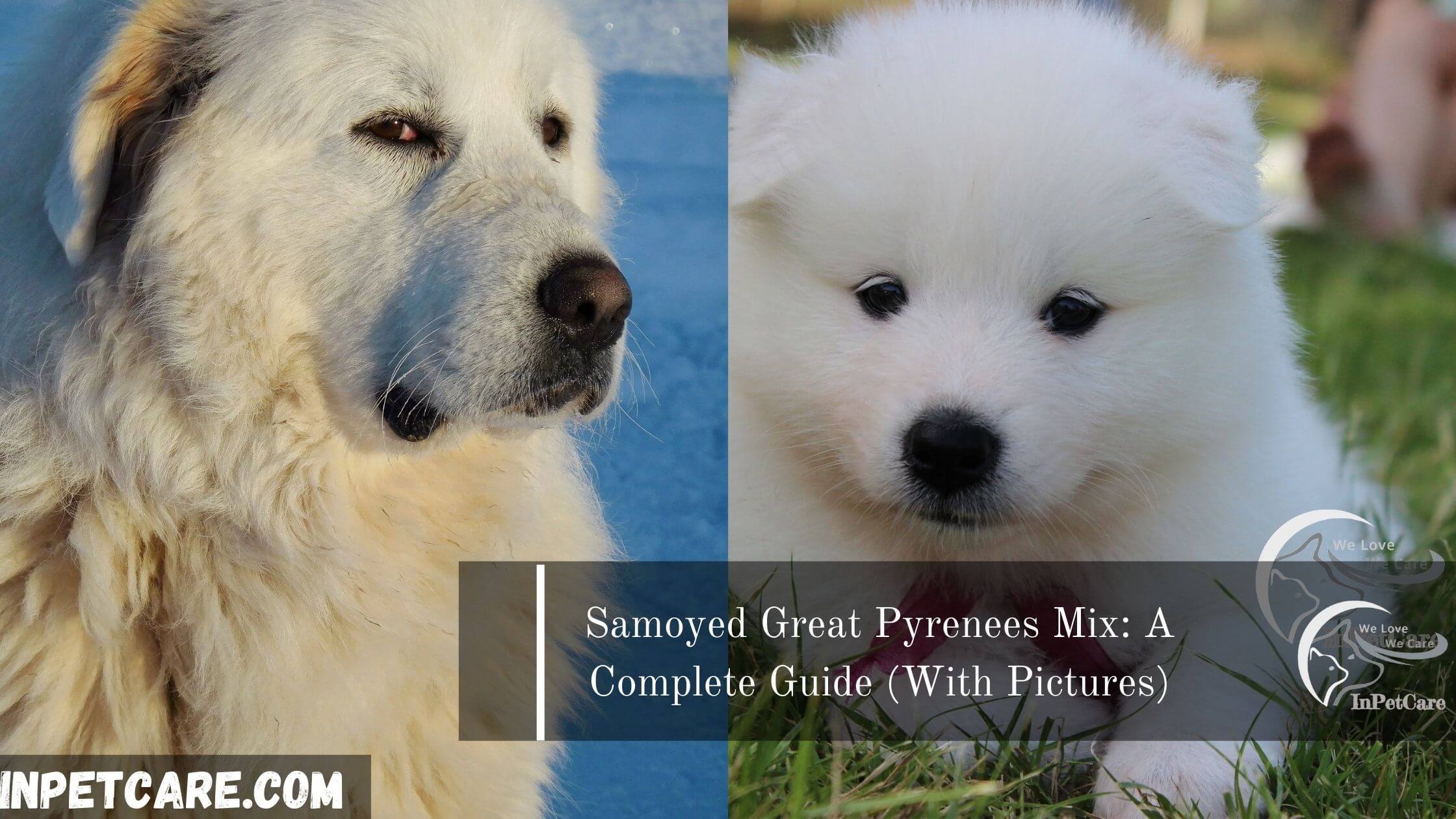 Samoyed Great Pyrenees Mix: A Complete Guide (With Pictures)