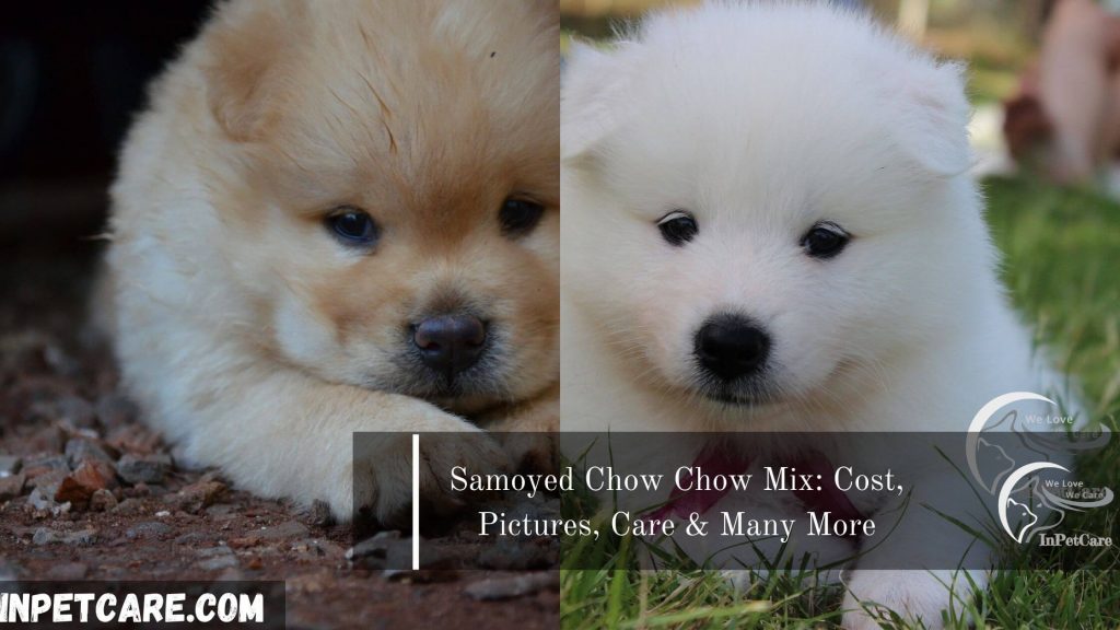 Samoyed Chow Chow Mix: Cost, Pictures, Care & Many More