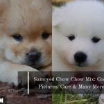 Japanese Spitz Pomeranian Mix Pictures Cost Care Japanese Spitz Pomeranian Mix Pictures Cost Care