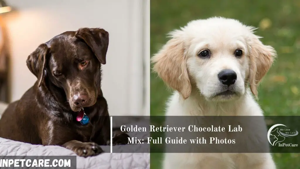 Golden Retriever Chocolate Lab Mix, Chocolate Lab Golden Retriever Mix, Chocolate Lab Mix with Golden Retriever 