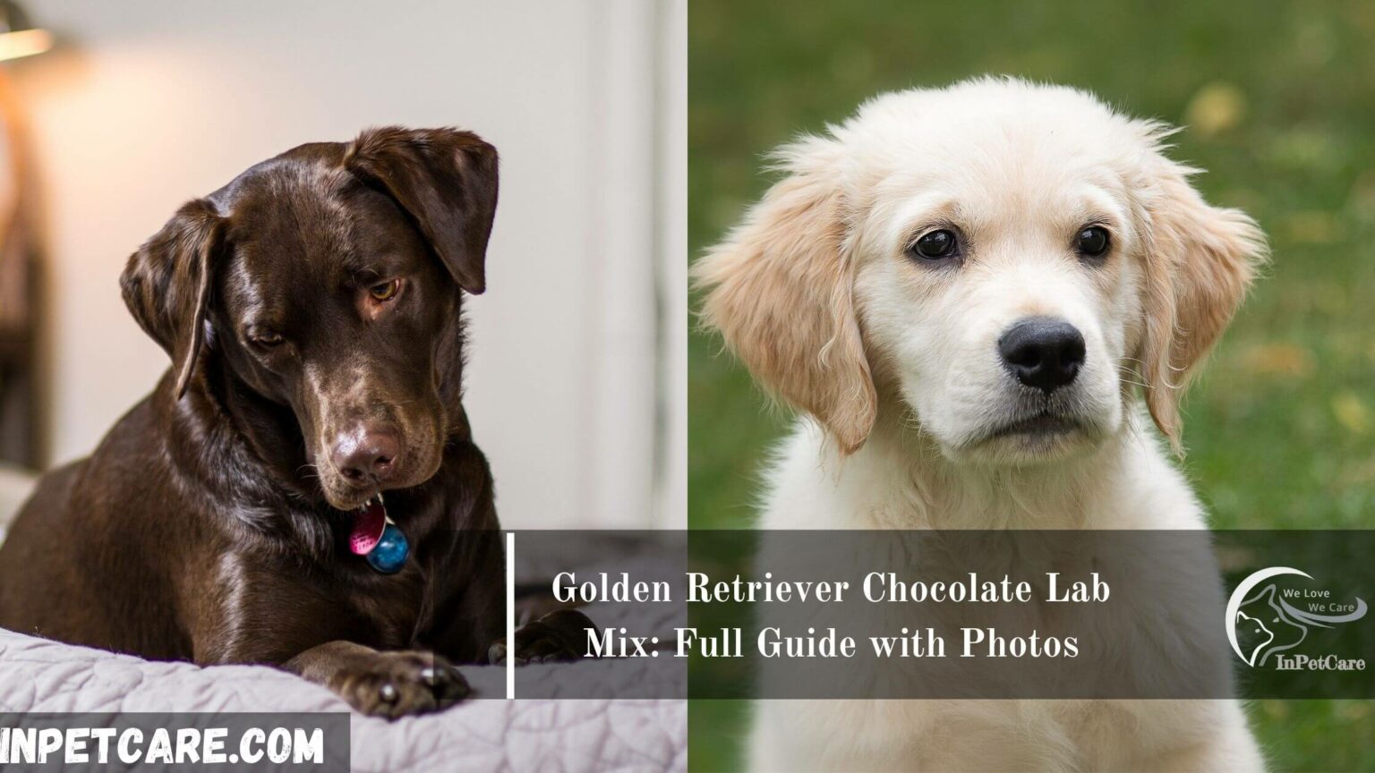 Golden Retriever Chocolate Lab Mix Full Guide With Photos
