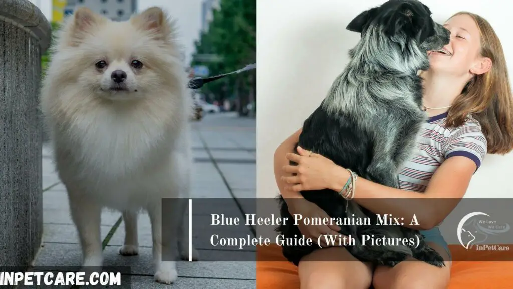 Blue Heeler Pomeranian mix