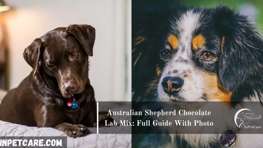 Australian Shepherd Chocolate Lab Mix,