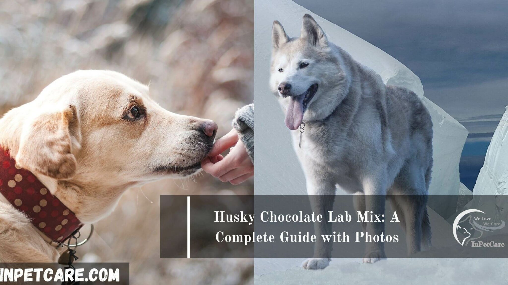 Husky Chocolate Lab Mix 2023 Guide With Photos