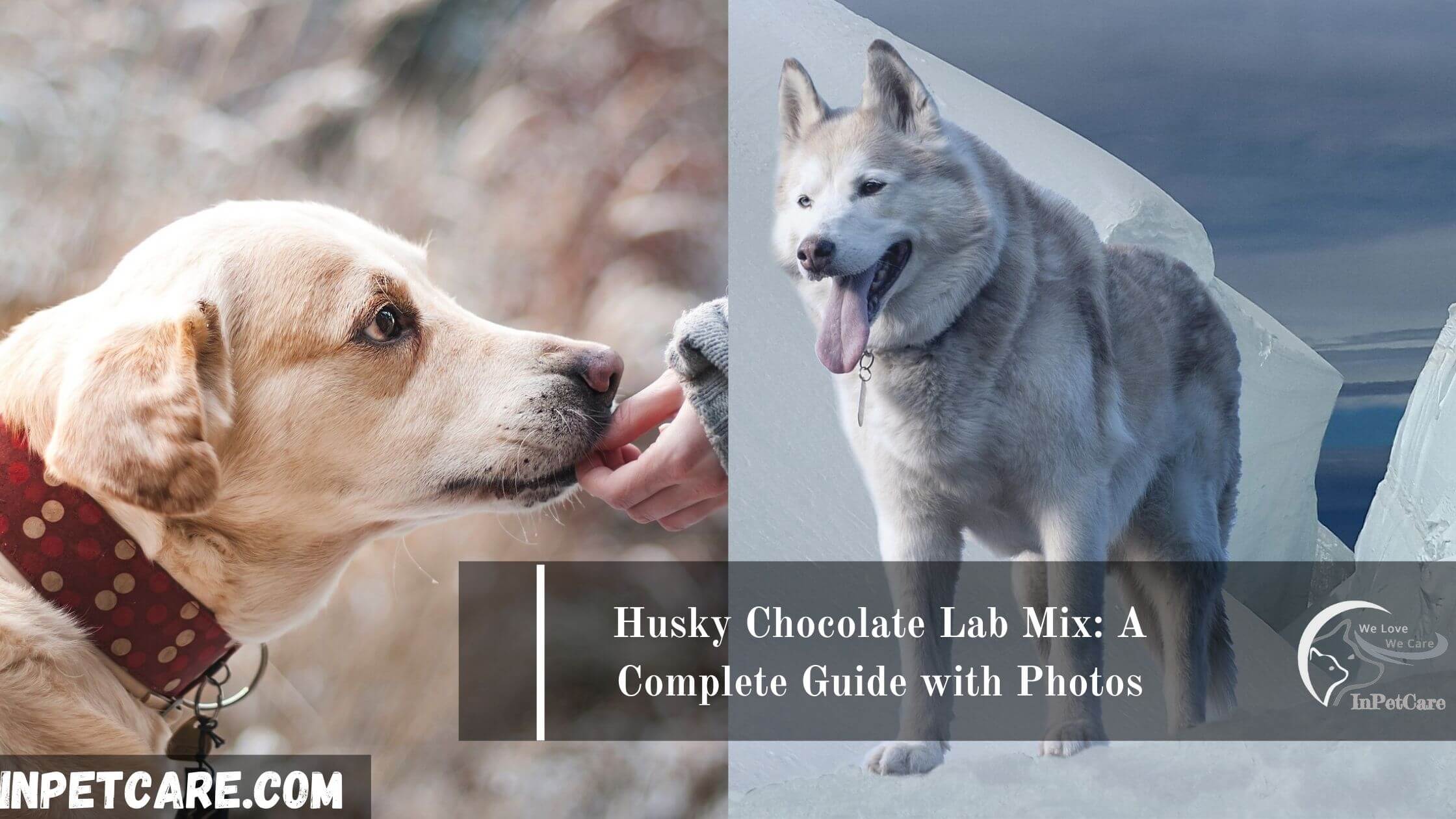 Husky Chocolate Lab Mix: 2023 Guide with Photos