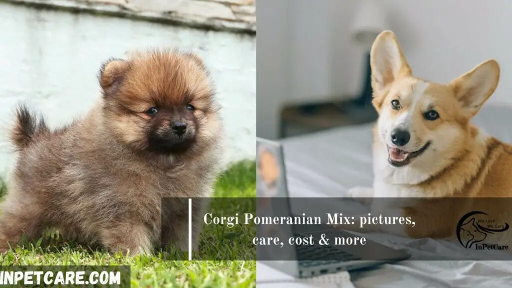 Corgi Pomeranian Mix, CorgiPoms