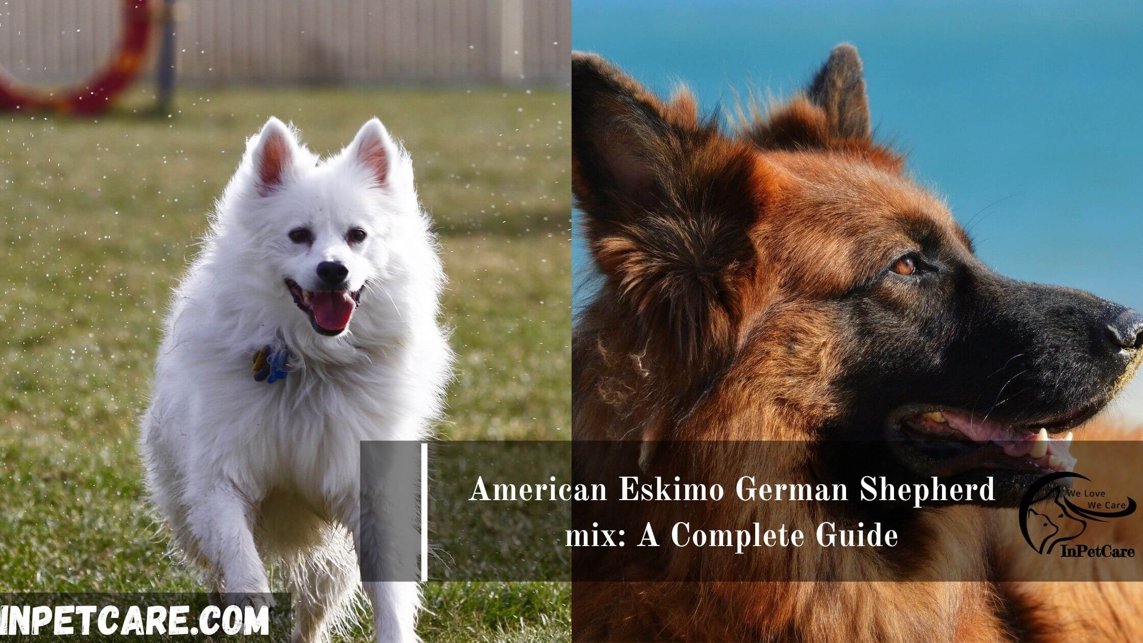 American Eskimo German Shepherd mix