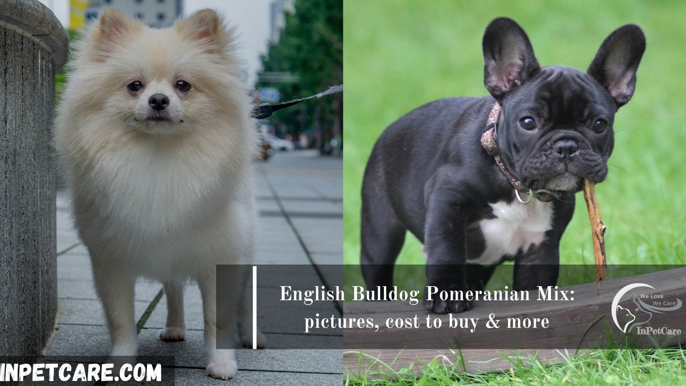 English Bulldog Pomeranian Mix