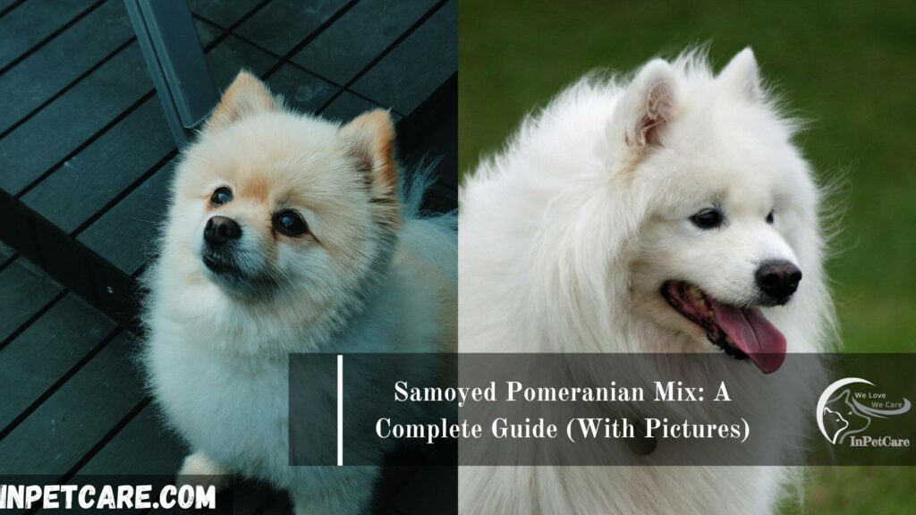 Samoyed Pomeranian Mix