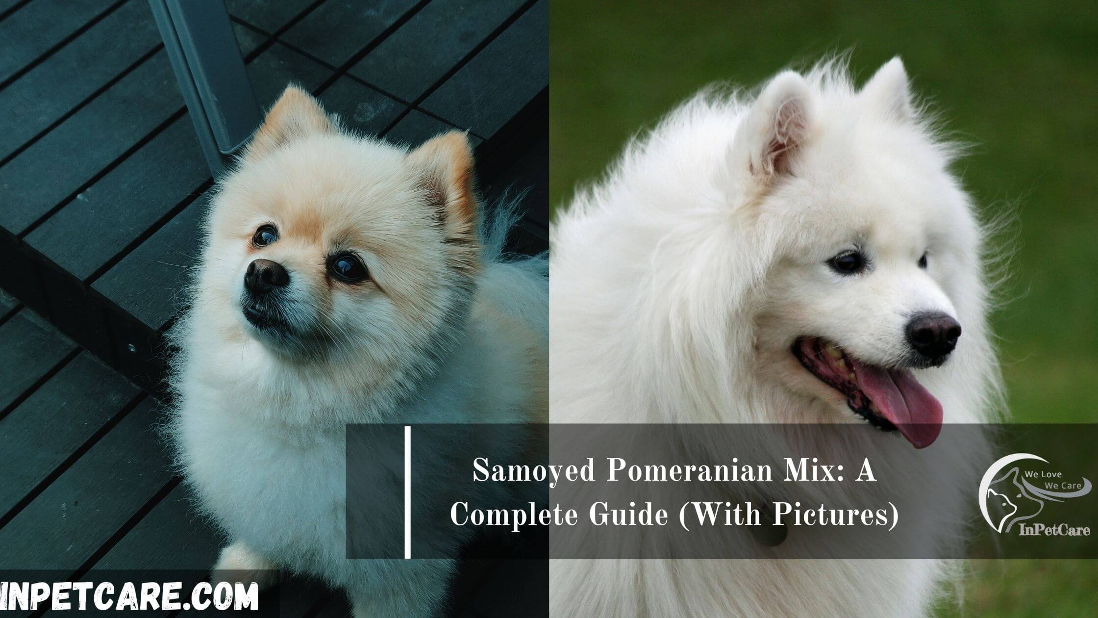 Samoyed Pomeranian Mix A Complete Guide With Pictures