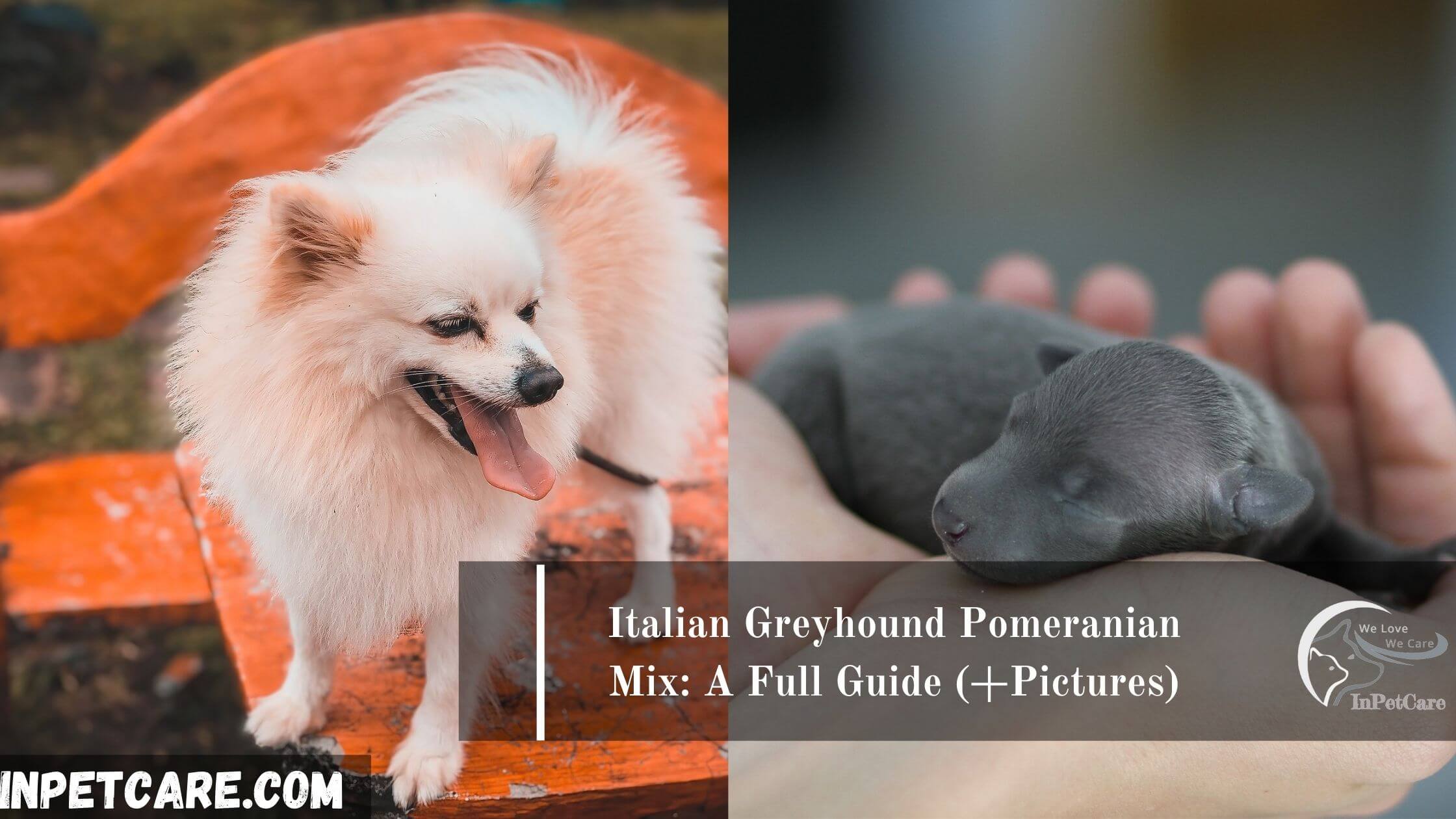 Italian Greyhound Pomeranian Mix: A Full Guide (+Pictures)